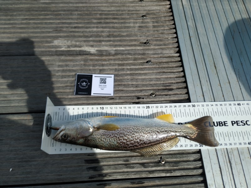 Fish Measure Picture
